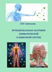 Функциональная анатомия лимфатической и иммунной систем