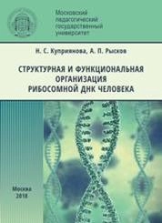 Структурная и функциональная организация рибосомной ДНК человека
