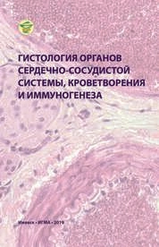 Гистология органов сердечно-сосудистой системы, кроветворения и иммуногенеза