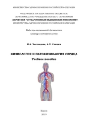 Физиология и патофизиология сердца