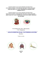 Анатомическая терминология. В 2-х ч. Ч.1