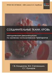 Соединительные ткани. Кровь: Методические рекомендации по изучению гистологических препаратов