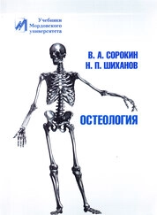Остеология