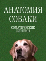 Анатомия собаки. Соматические системы