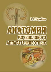 Анатомия мочеполового аппарата животных