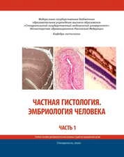 Частная гистология. Эмбриология человека. Часть 1