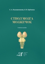Ствол мозга. Мозжечок
