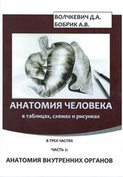 Анатомия человека в таблицах, схемах и рисунках в трех частях. Ч. 2. Анатомия внутренних органов