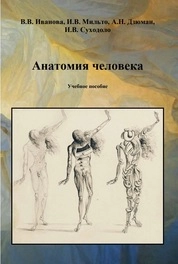 Анатомия человека