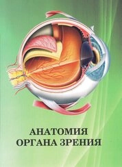 Анатомия органа зрения