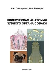 Клиническая анатомия зубного органа собаки