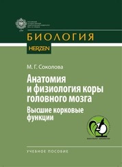 Анатомия и физиология коры головного мозга. Высшие корковые функции