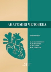 Анатомия человека