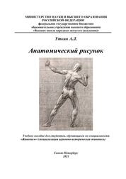 Анатомический рисунок