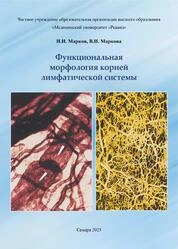 Функциональная морфология корней лимфатической системы