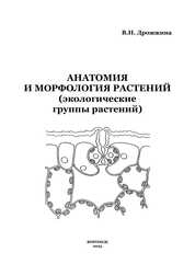 Анатомия и морфология растений (экологические группы растений)