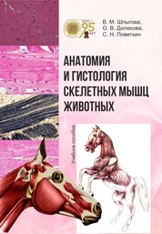 Анатомия и гистология скелетных мышц животных