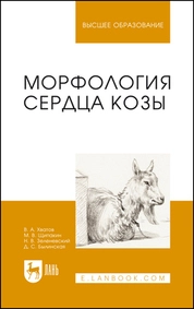 Морфология сердца козы